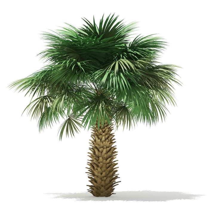 sabal-palm-tree-4m-01