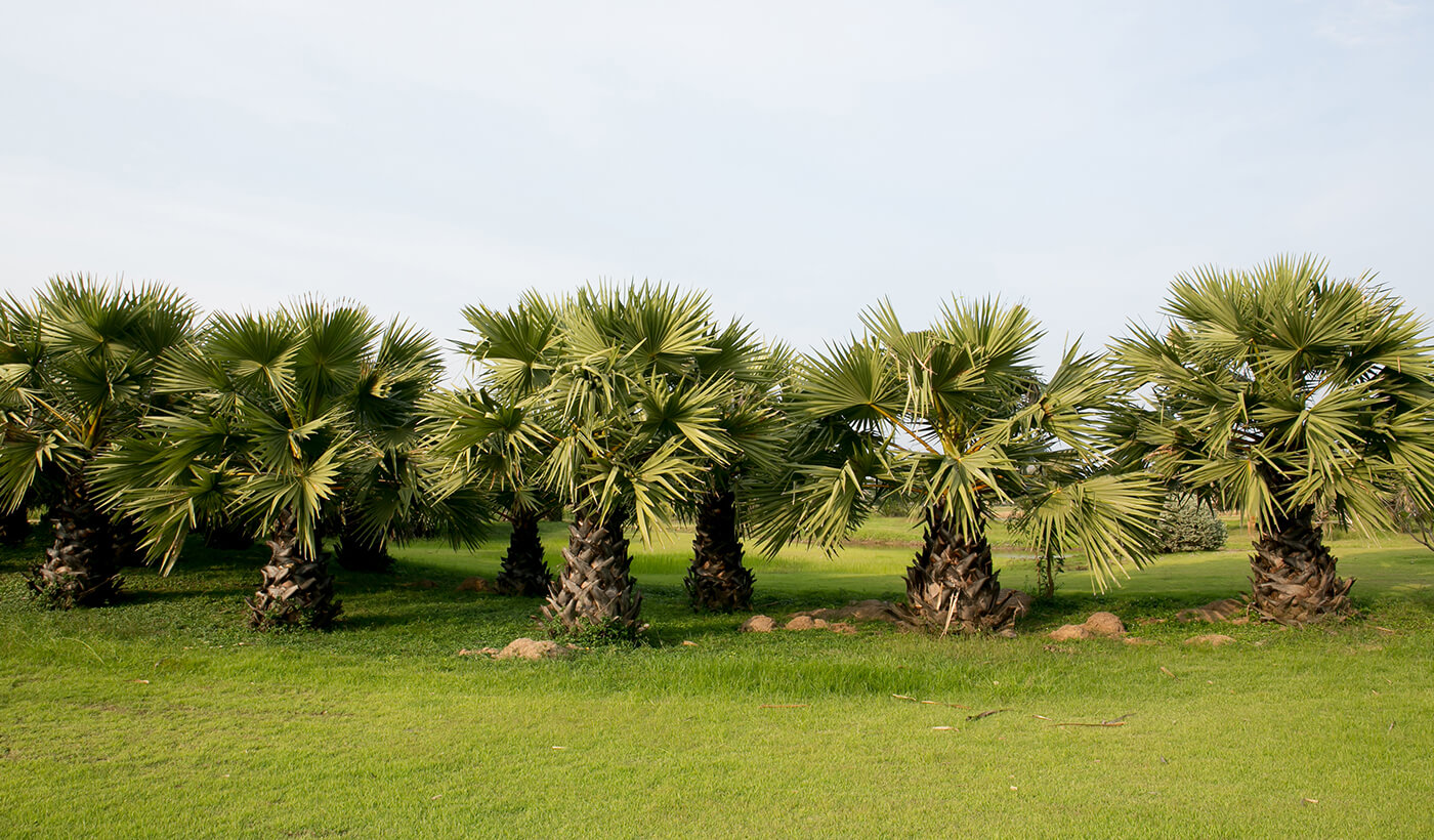 fan-palm-tree